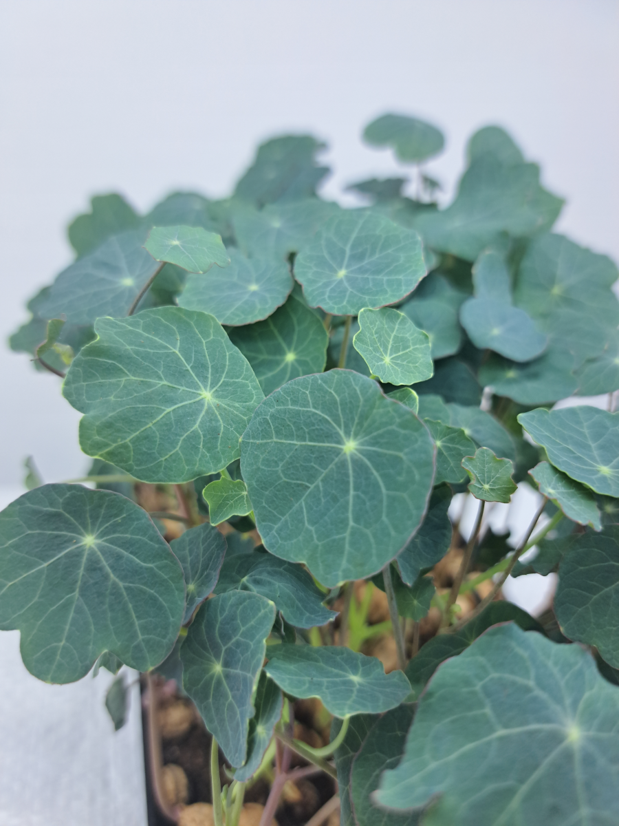 lichorerisnice kapucinka microgreens seminka detail